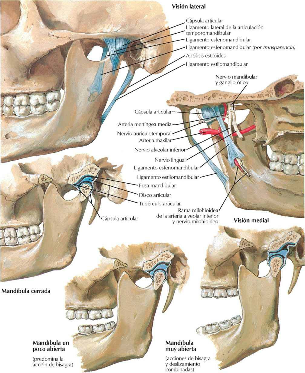 Articulación temporomandibular.