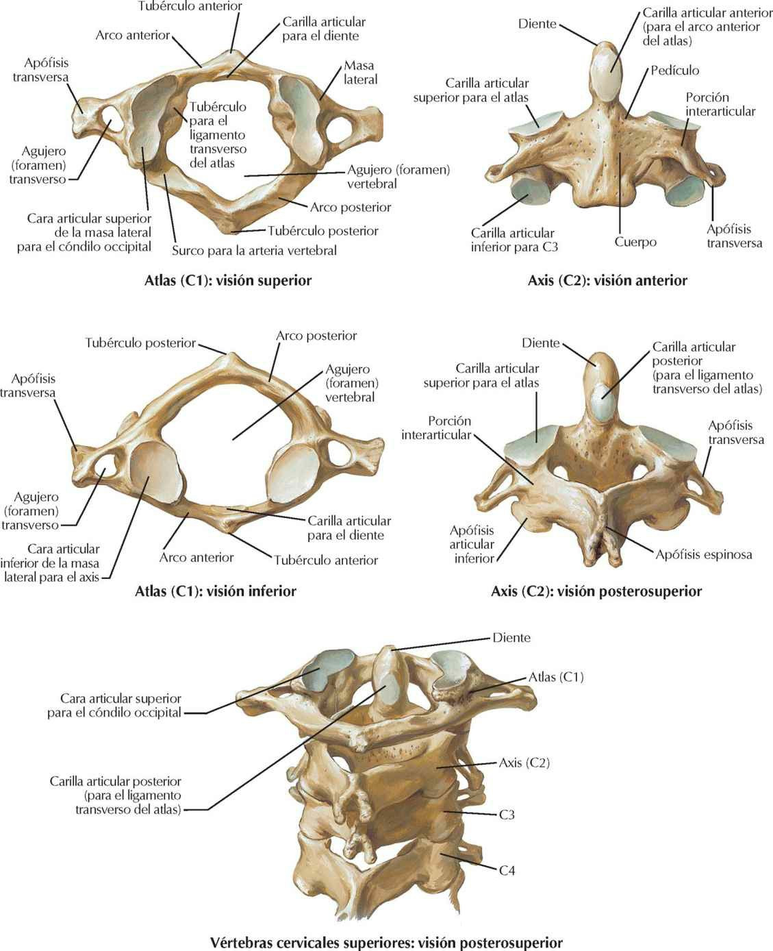 Vértebras cervicales: atlas y axis.