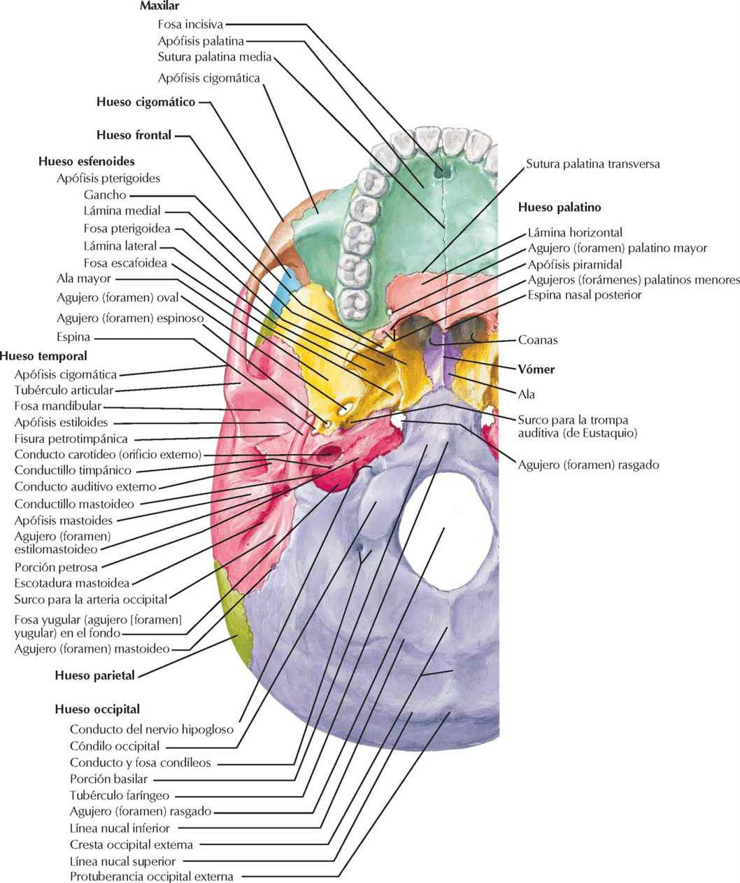 Base del cráneo: visión inferior.