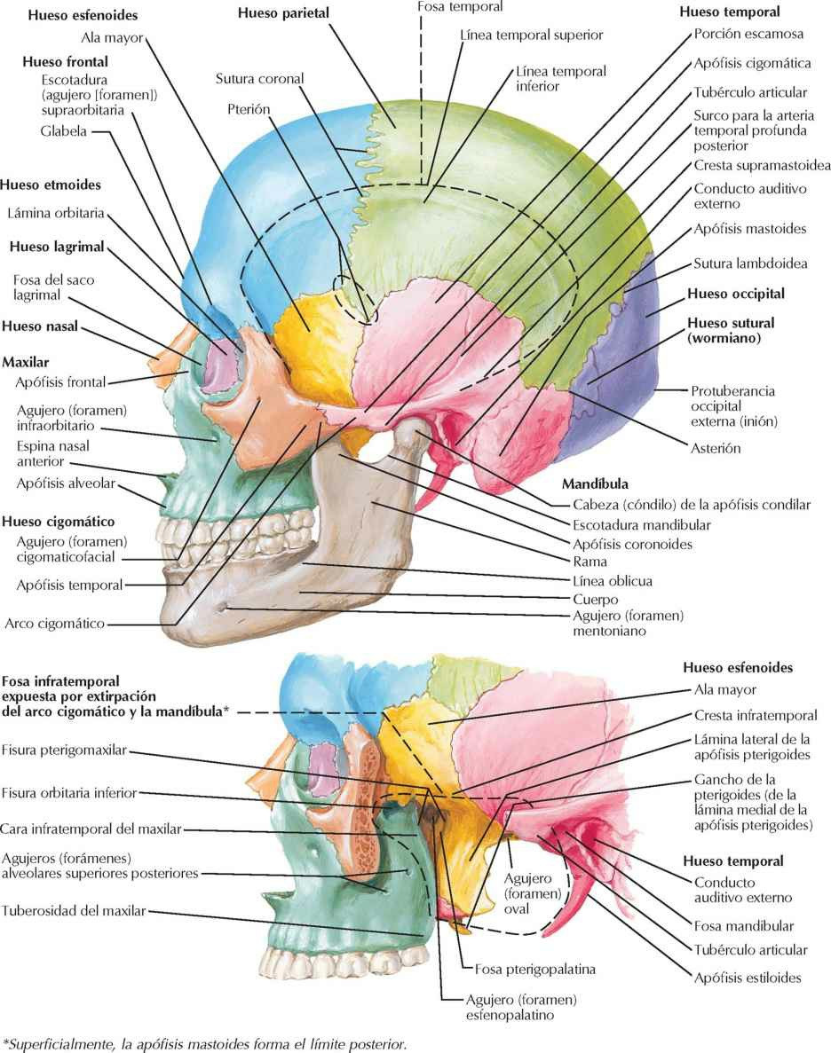 Cráneo: visión lateral.