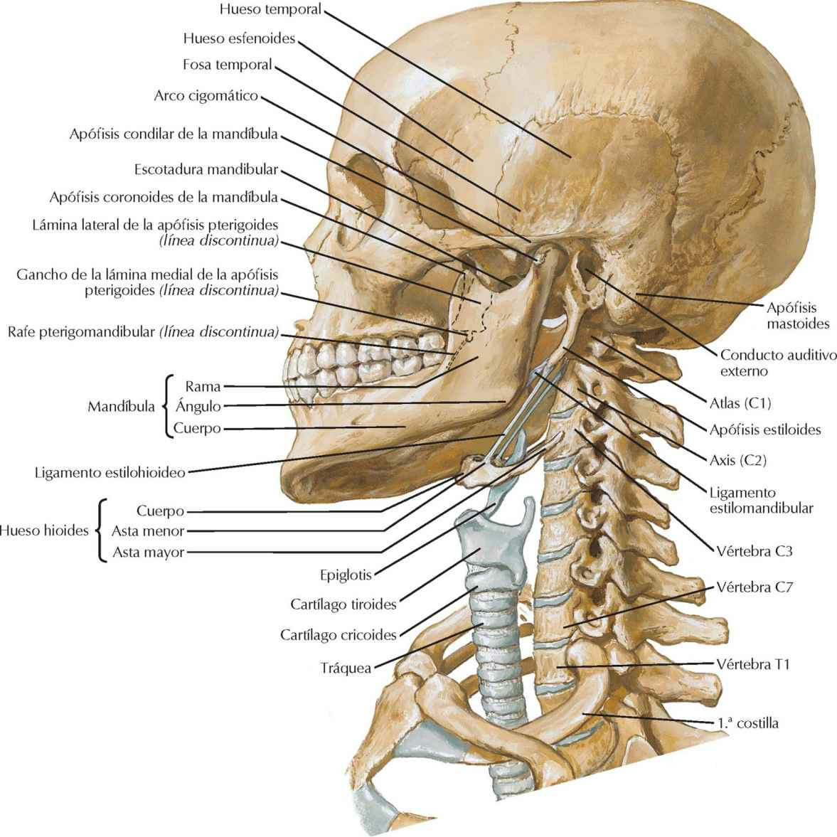 Esqueleto óseo de cabeza y cuello.