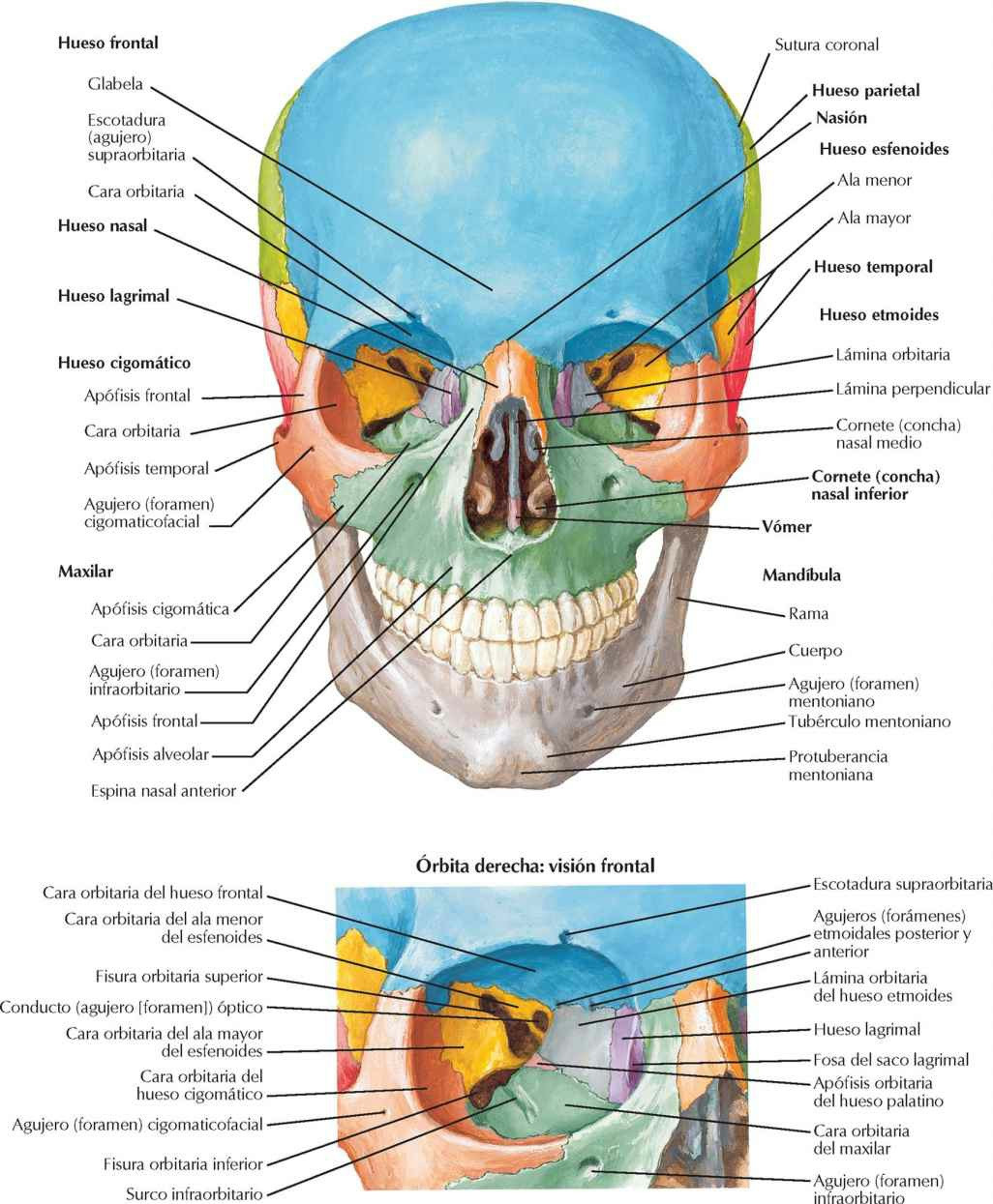 Cráneo: visión anterior.