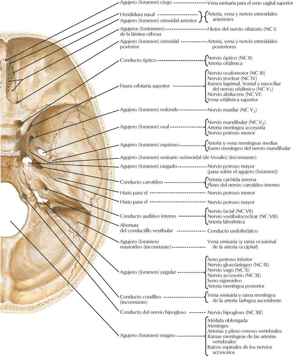 Orificios y conductos de la base del
cráneo: visión superior.