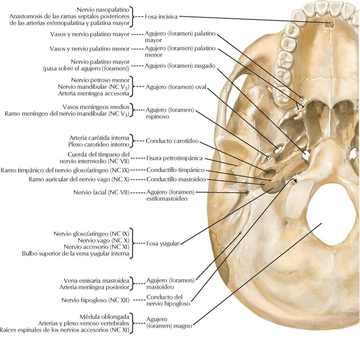 Orificios y conductos de la base del
cráneo: visión inferior.