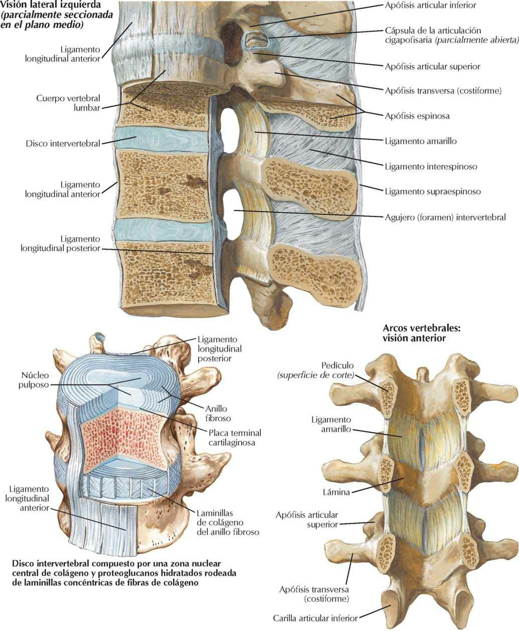 Ligamentos vertebrales: región lumbar