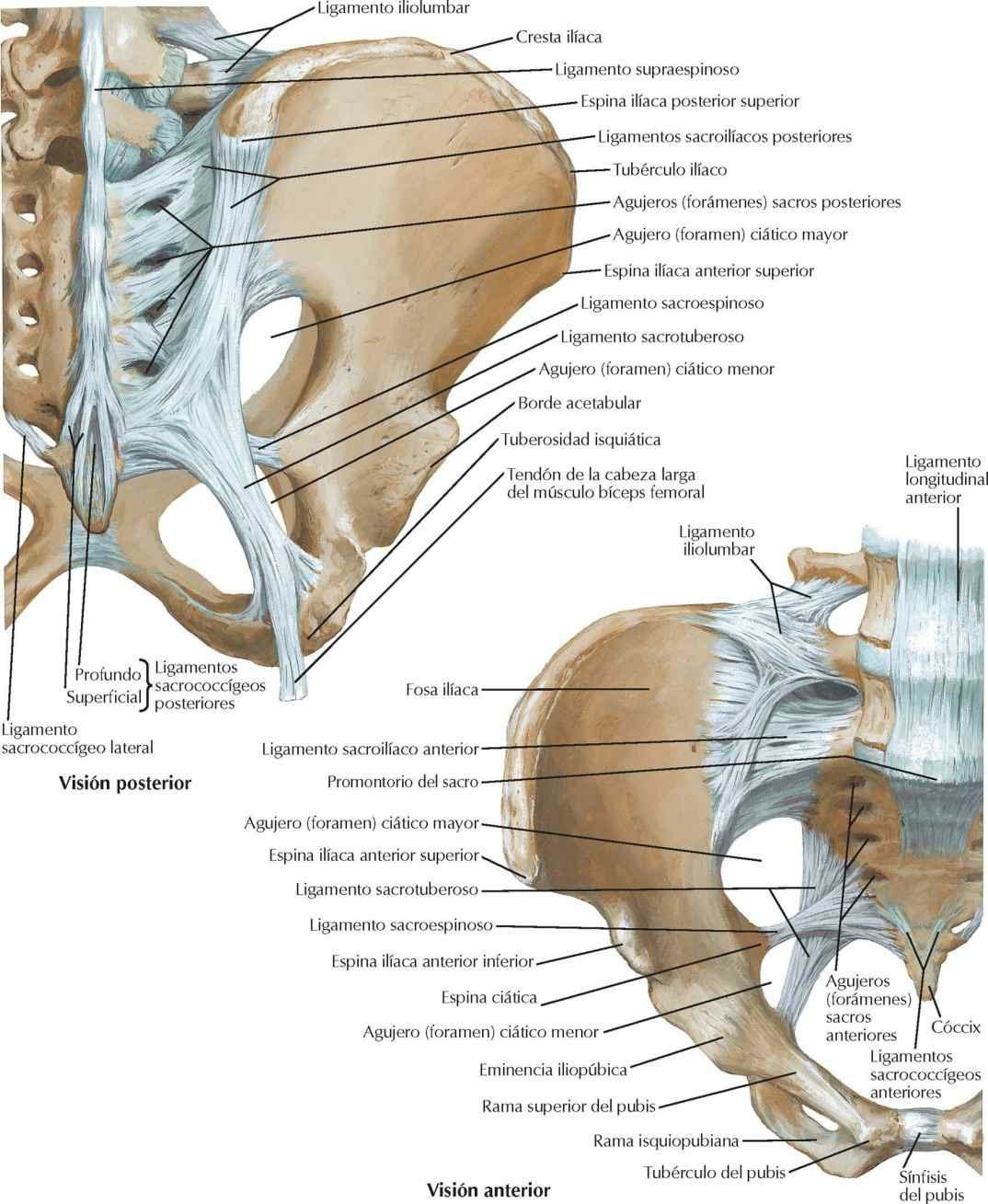 Huesos y ligamentos de la pelvis