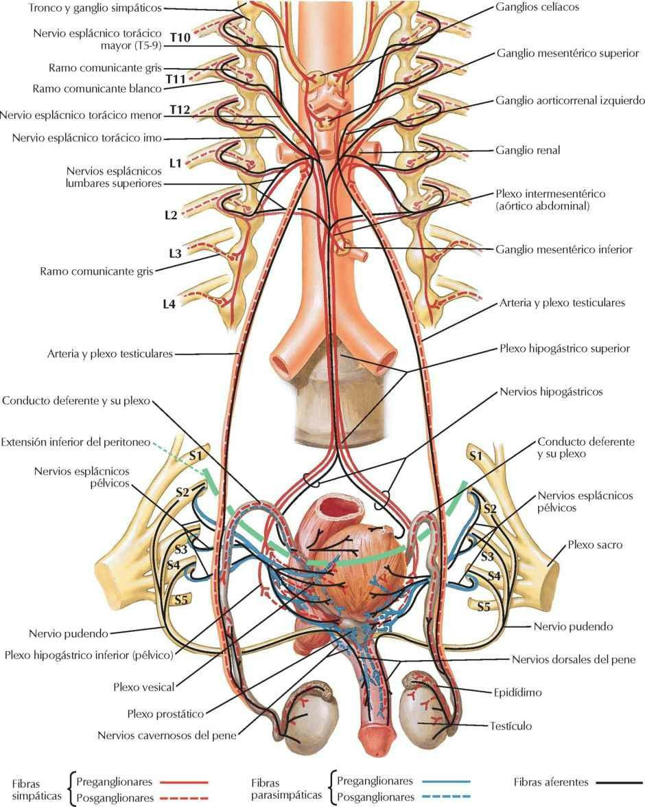 Inervación de los órganos reproductores masculinos: esquema