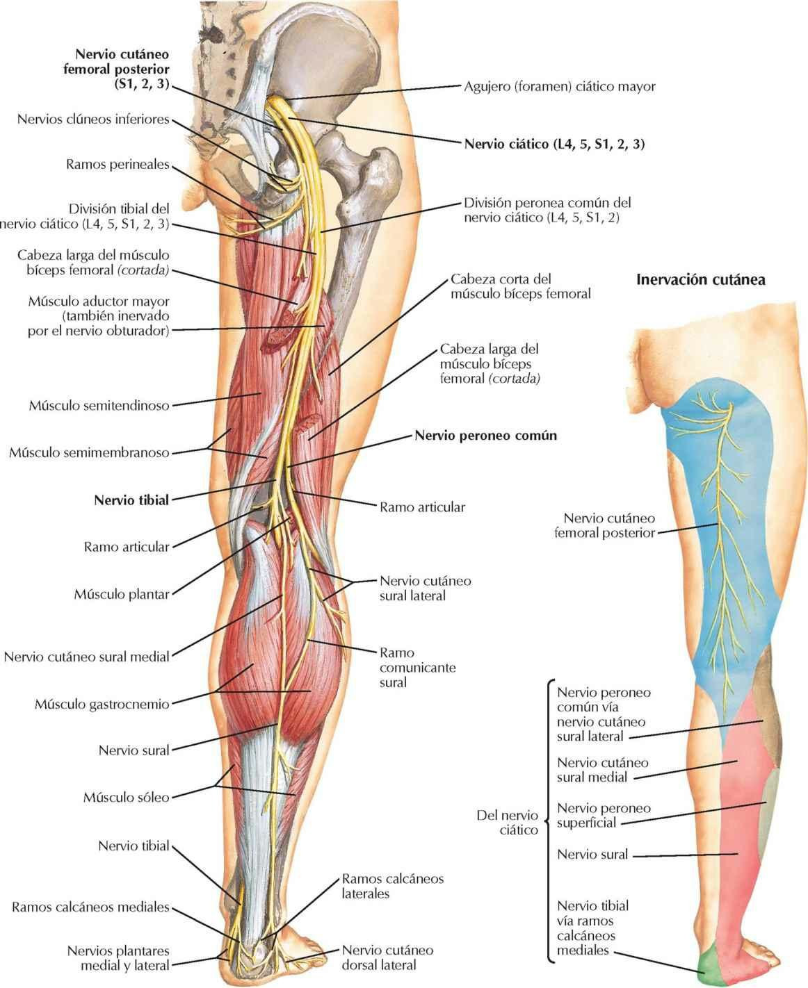 Nervio ciático y nervio cutáneo femoral posterior