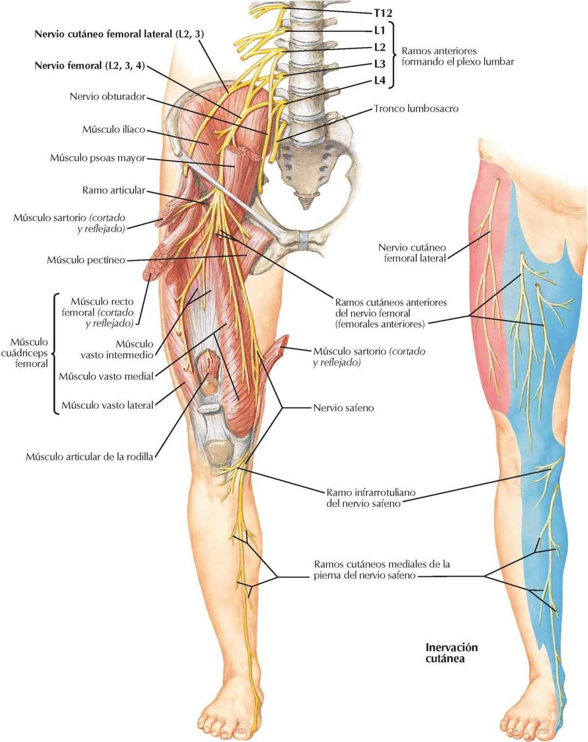 Nervios femoral y cutáneo femoral lateral