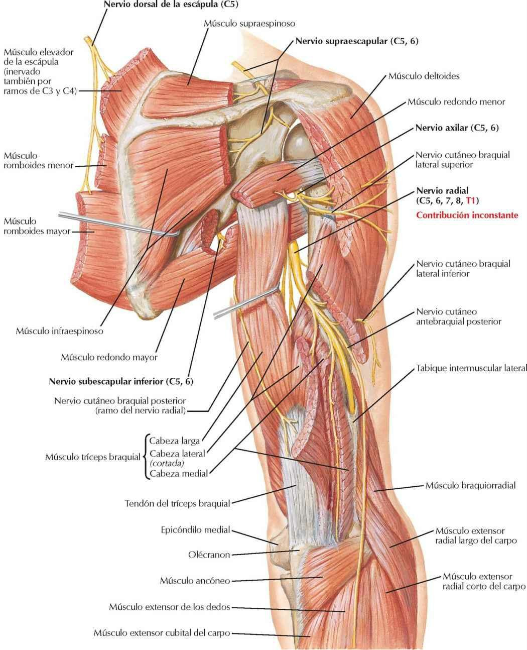 Nervio radial en el brazo y nervios de la región posterior del hombro: visión posterior