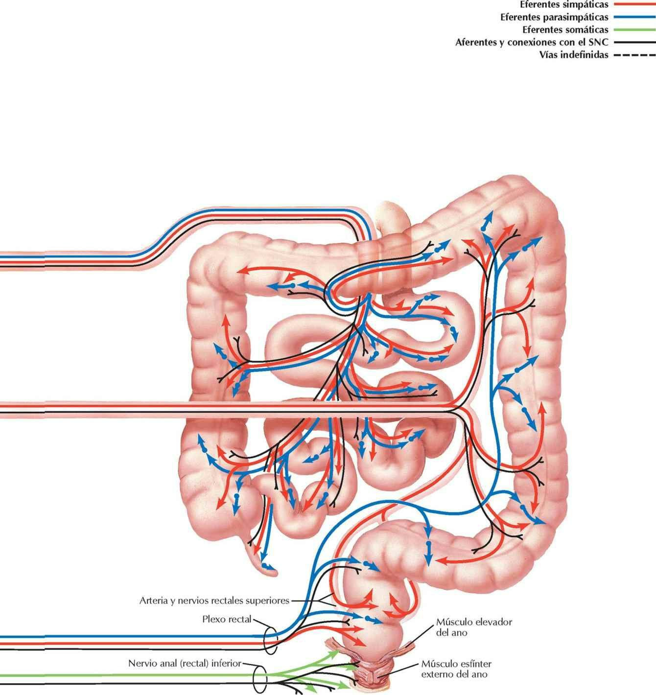 Inervación autónoma de los intestinos: esquema (y 2)