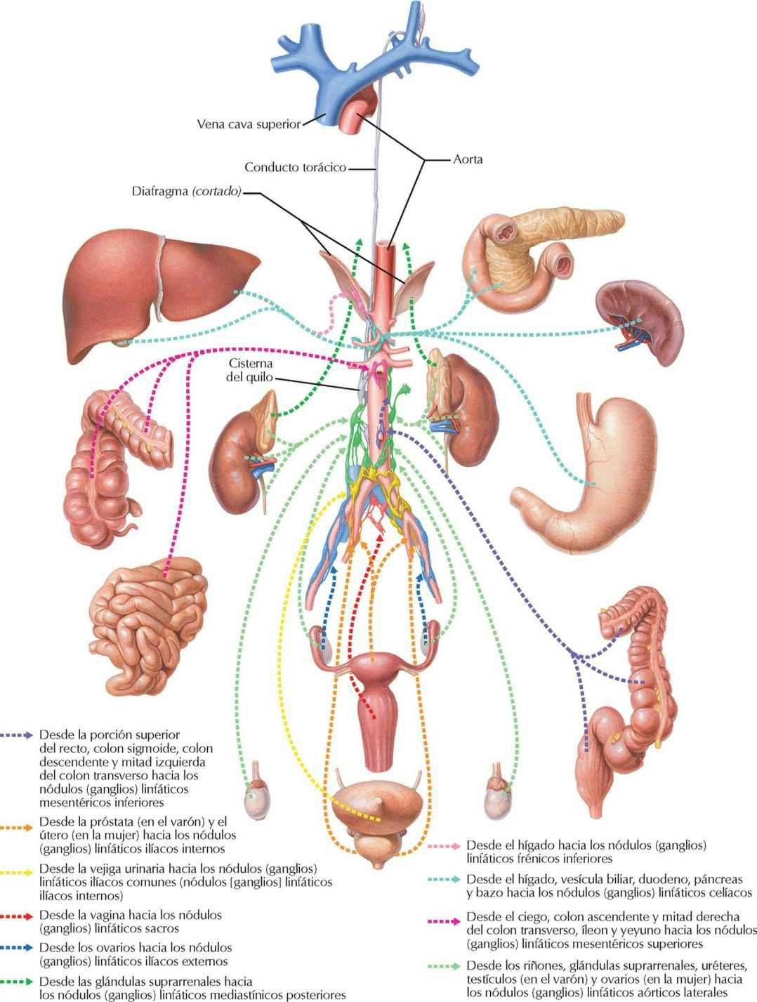 Vías linfáticas abdominales y pélvicas: esquema