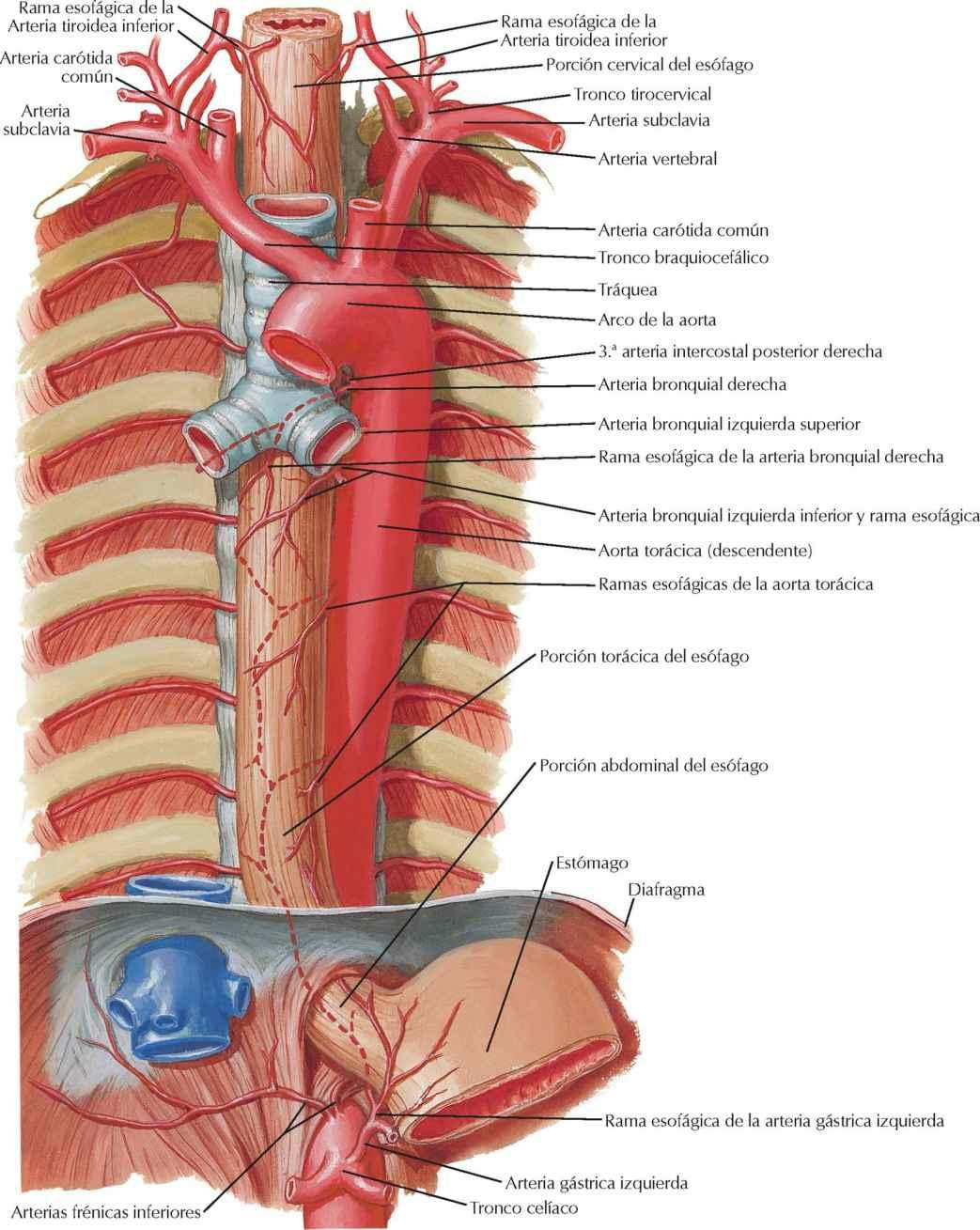 Arterias del esófago
