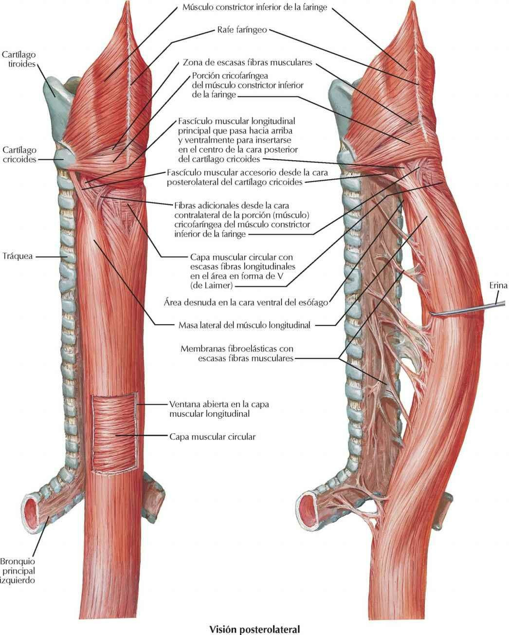 Musculatura del esófago