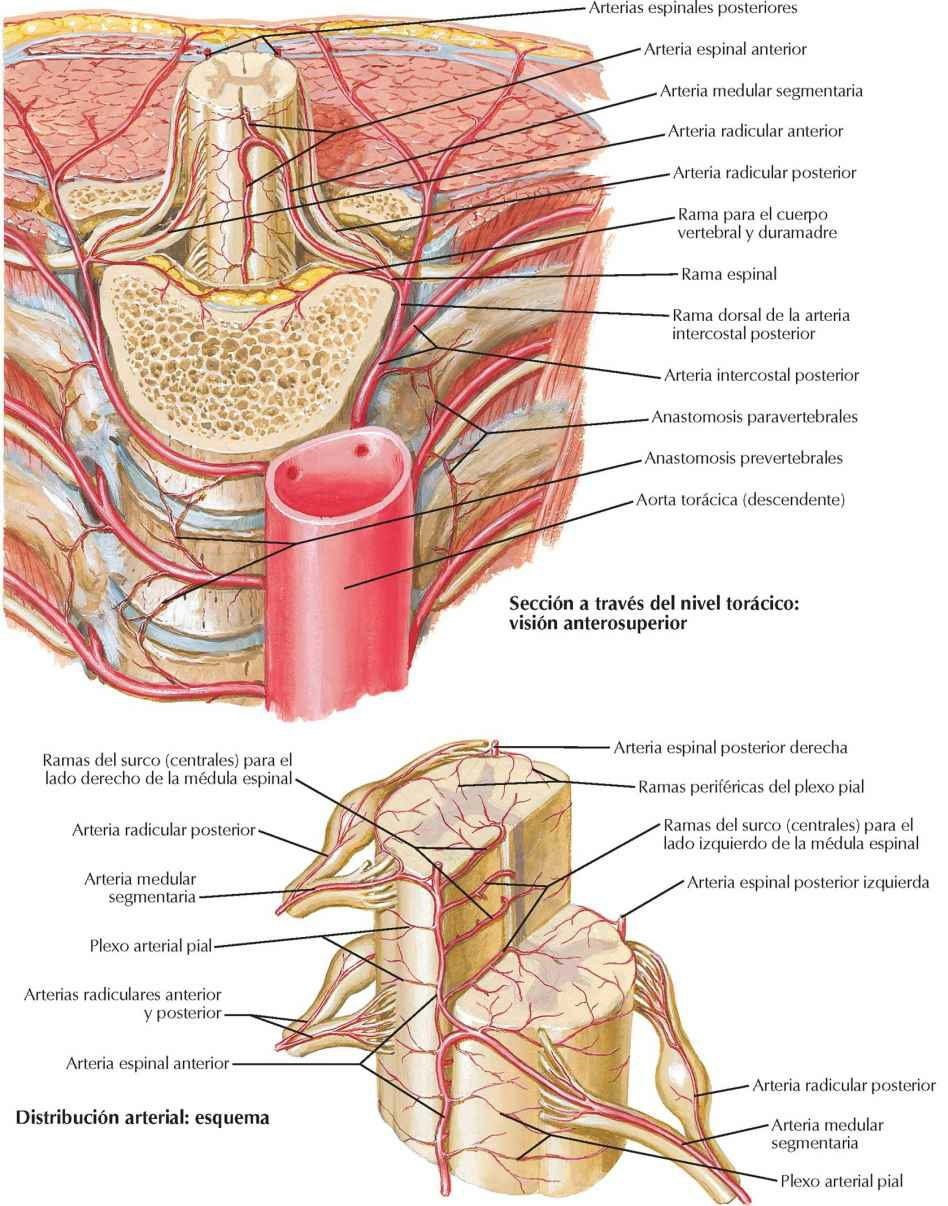 Arterias de la médula espinal: distribución intrínseca