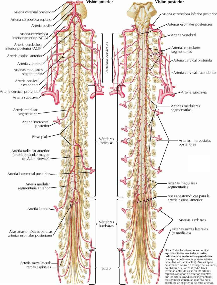 Arterias de la médula espinal: esquema