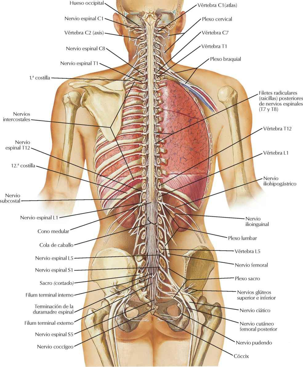 Médula espinal y ramos ventrales
espinales