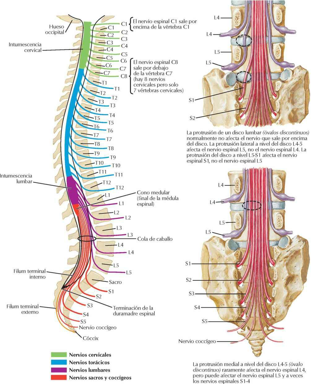 Relación de las raíces de los nervios espinales con las vértebras