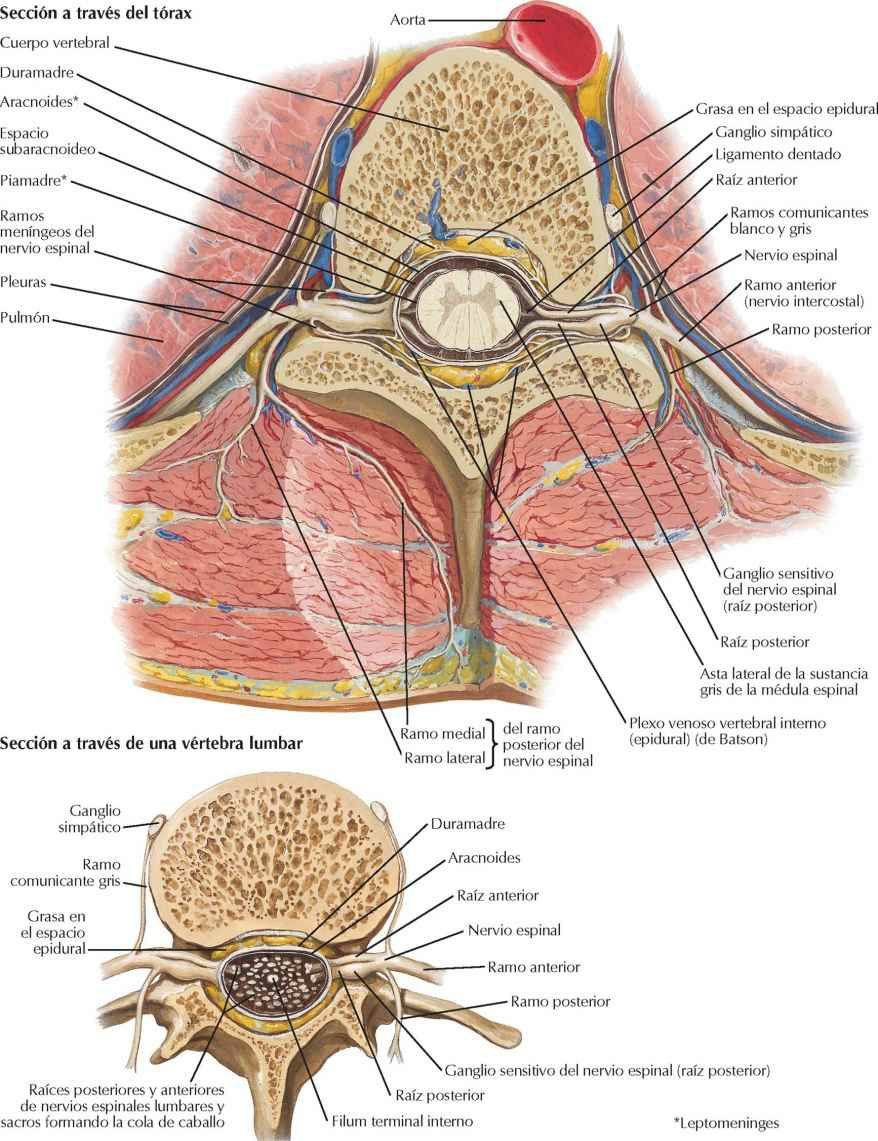Origen del nervio espinal: secciones transversales