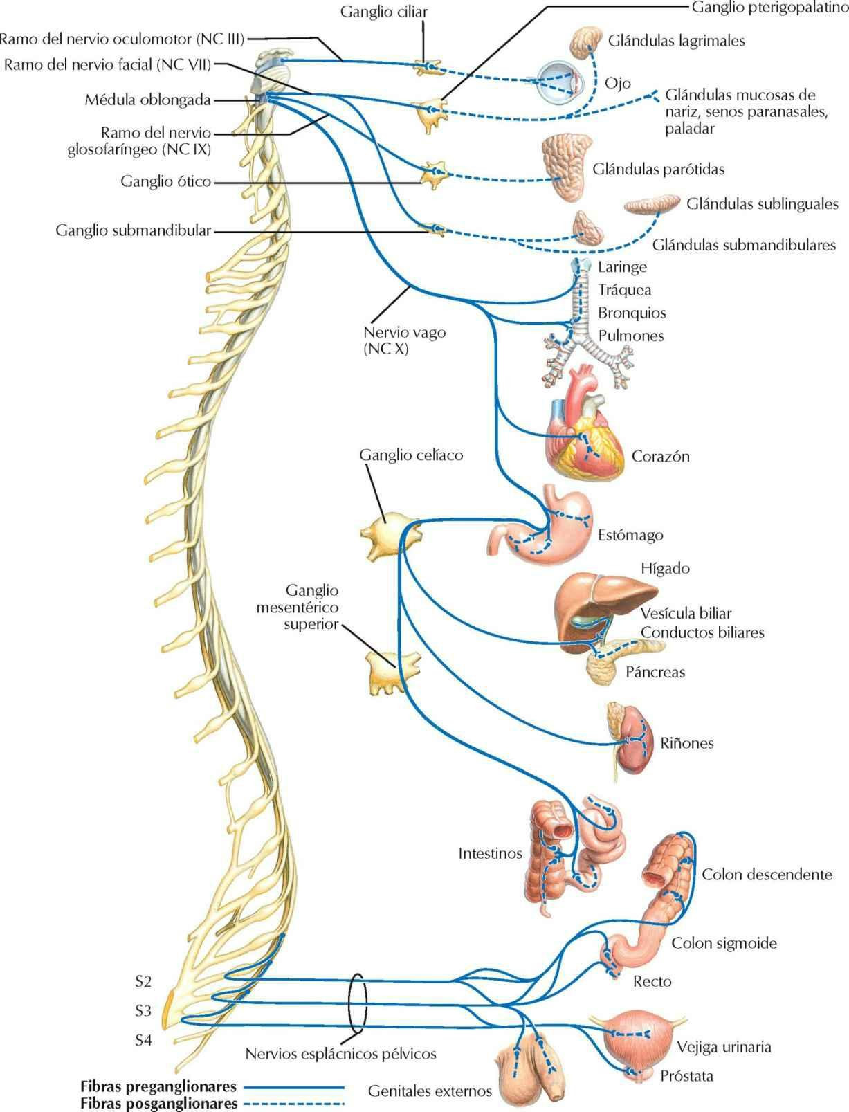 Sistema nervioso parasimpático: esquema