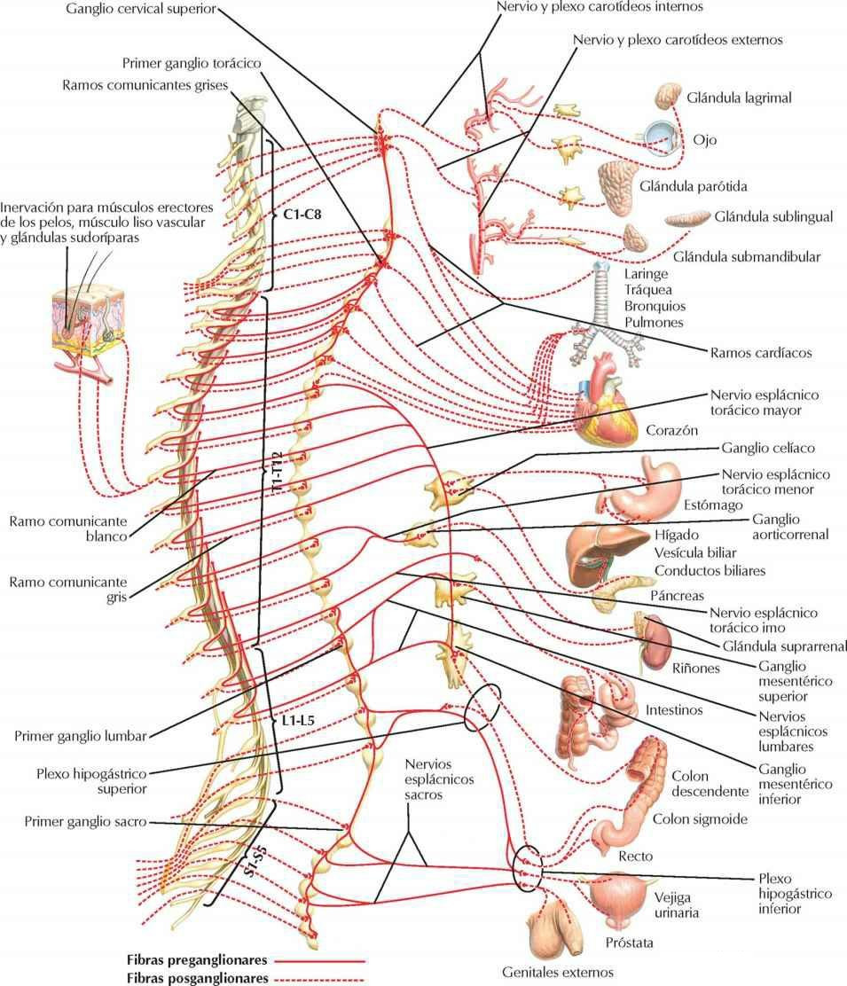 Sistema nervioso simpático: esquema