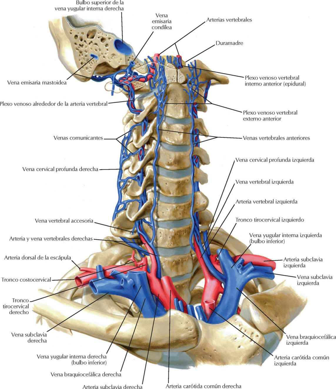 Venas de la columna vertebral: venas vertebrales