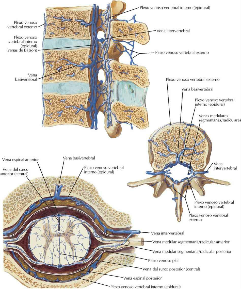 Venas de la médula espinal y columna vertebral