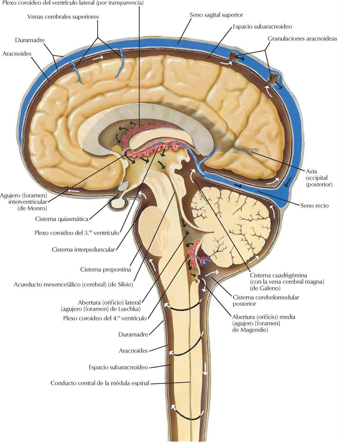 Circulación del líquido cefalorraquídeo
(cerebroespinal).