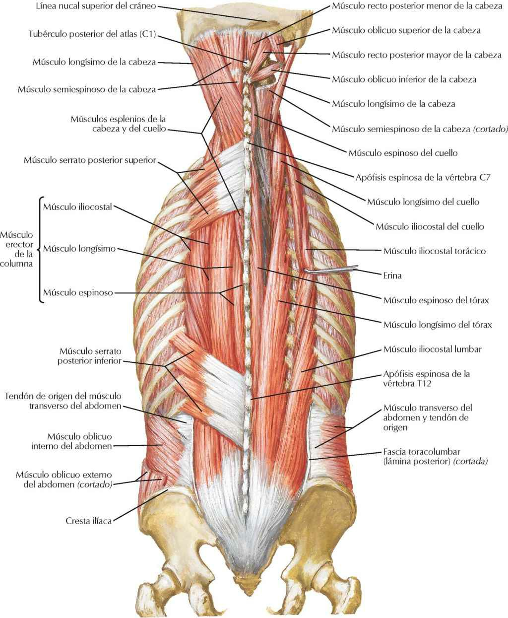 Músculos del dorso: planos intermedios