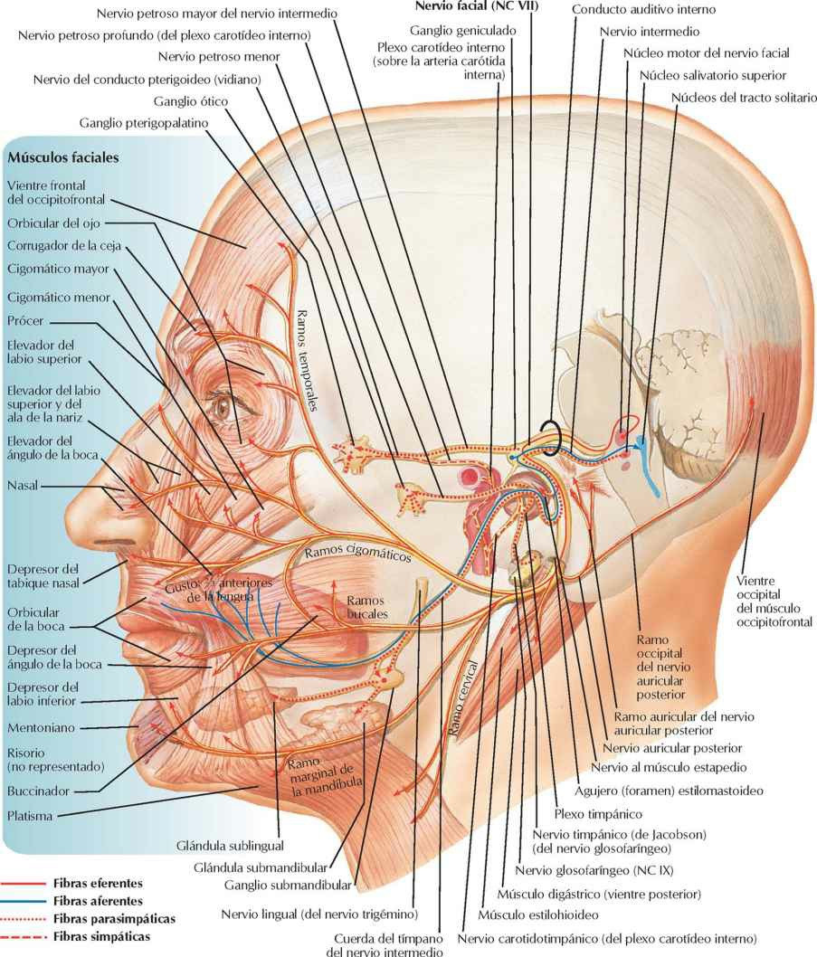 Nervio facial (NC VII): esquema.
