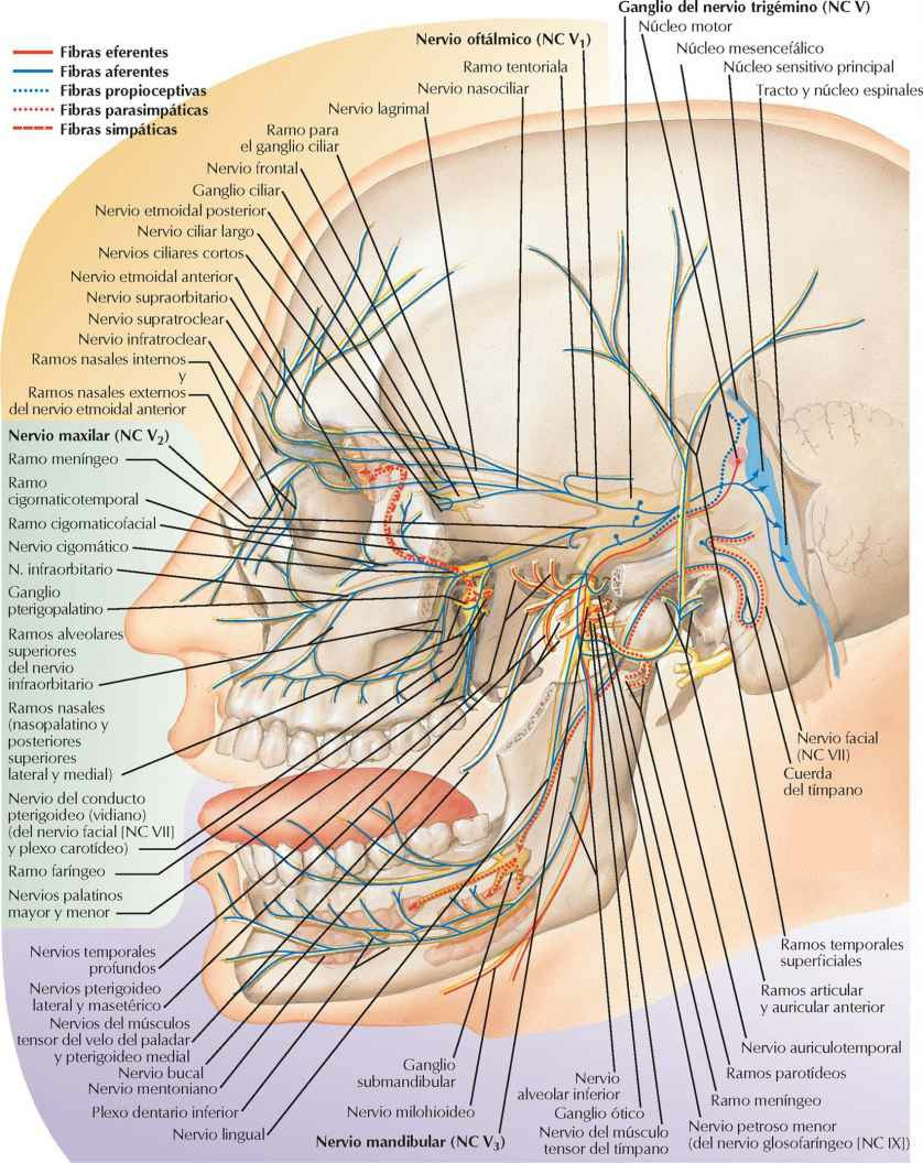 Nervio trigémino (NC V): esquema.