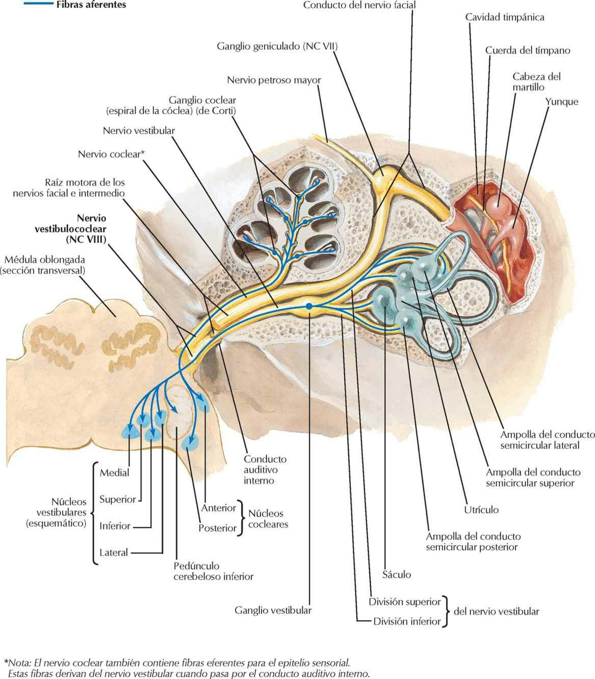 Nervio vestibulococlear (NC VIII): esquema.