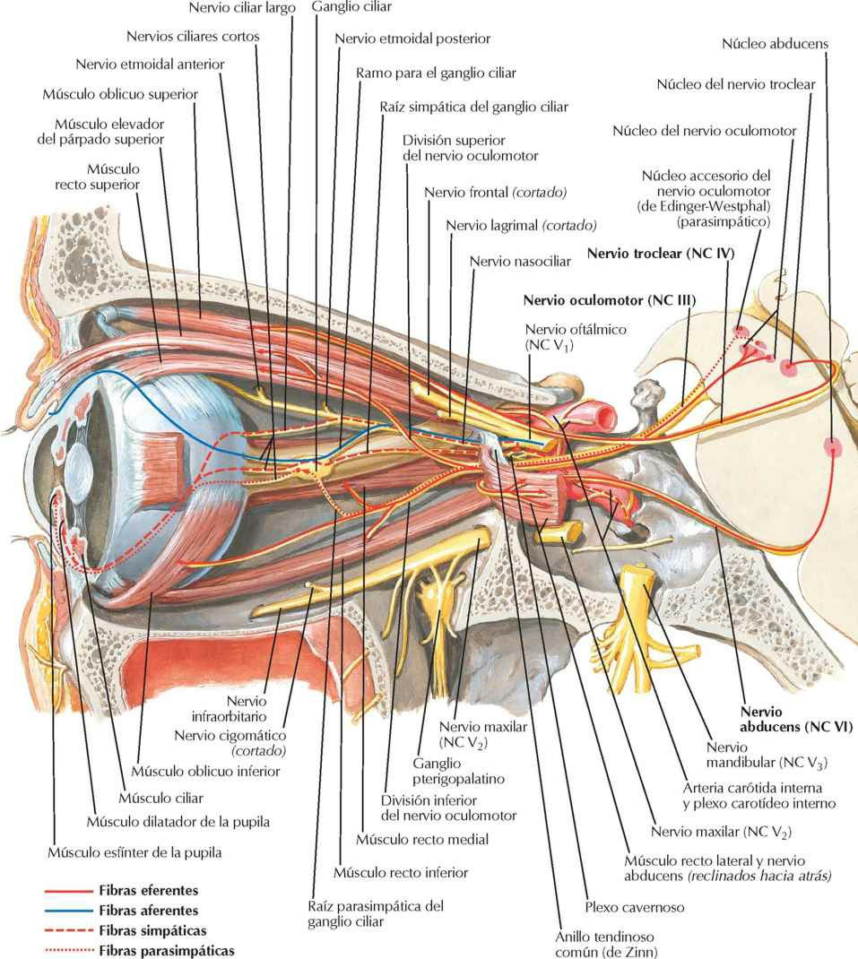 Nervios oculomotor (NC III), troclear (NC
IV) y abducens (NC VI): esquema.