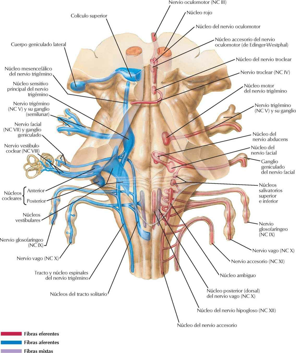 Núcleos de los nervios craneales en el
tronco del encéfalo: esquema.