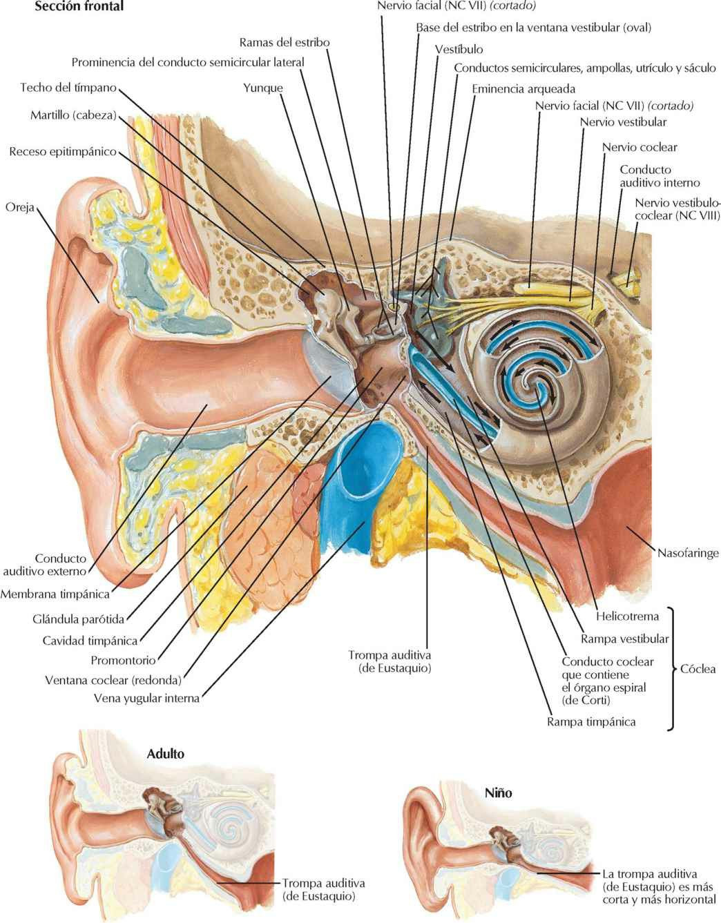 Oído y vía de recepción del sonido en la
cóclea.