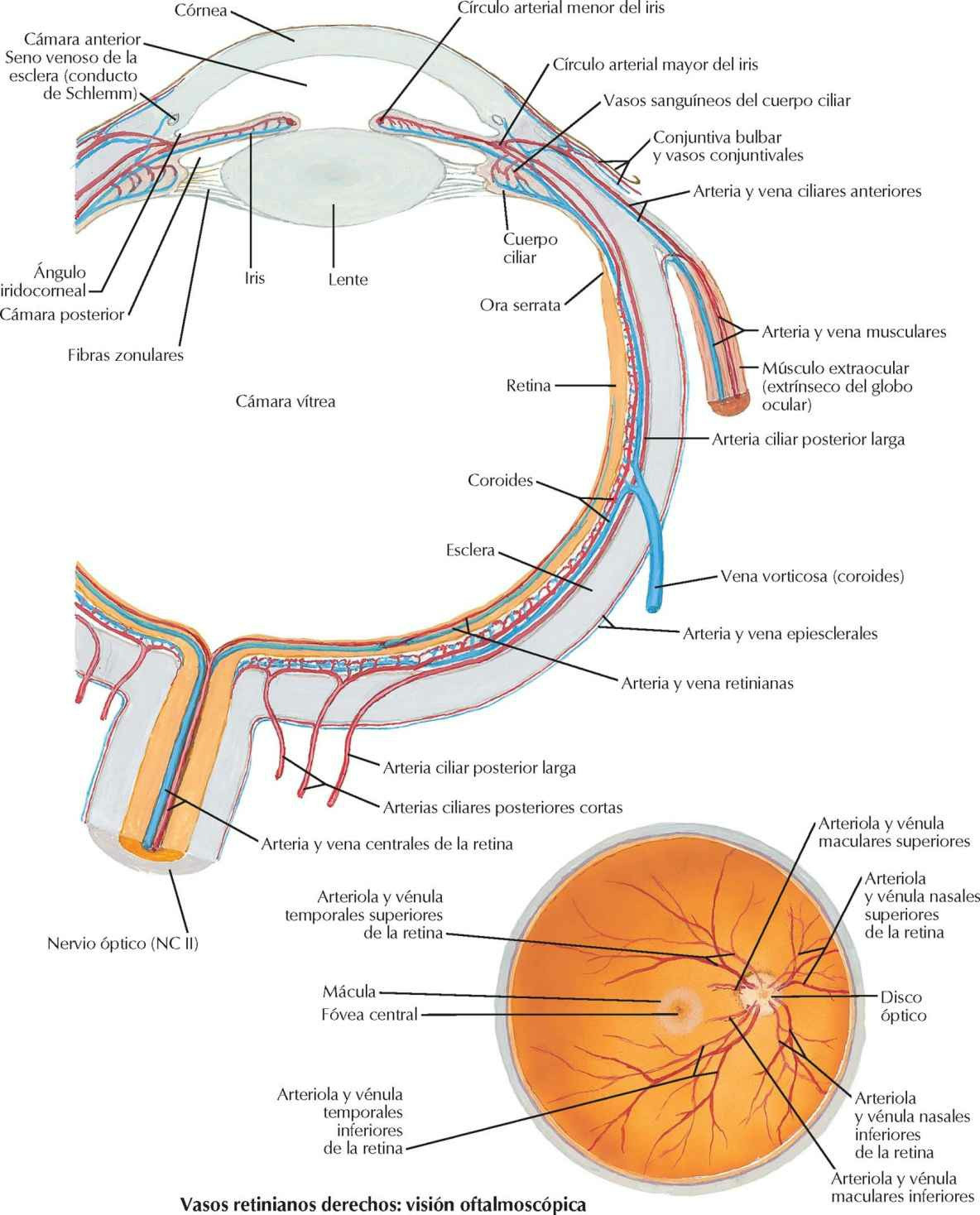 Arterias y venas intrínsecas del ojo.