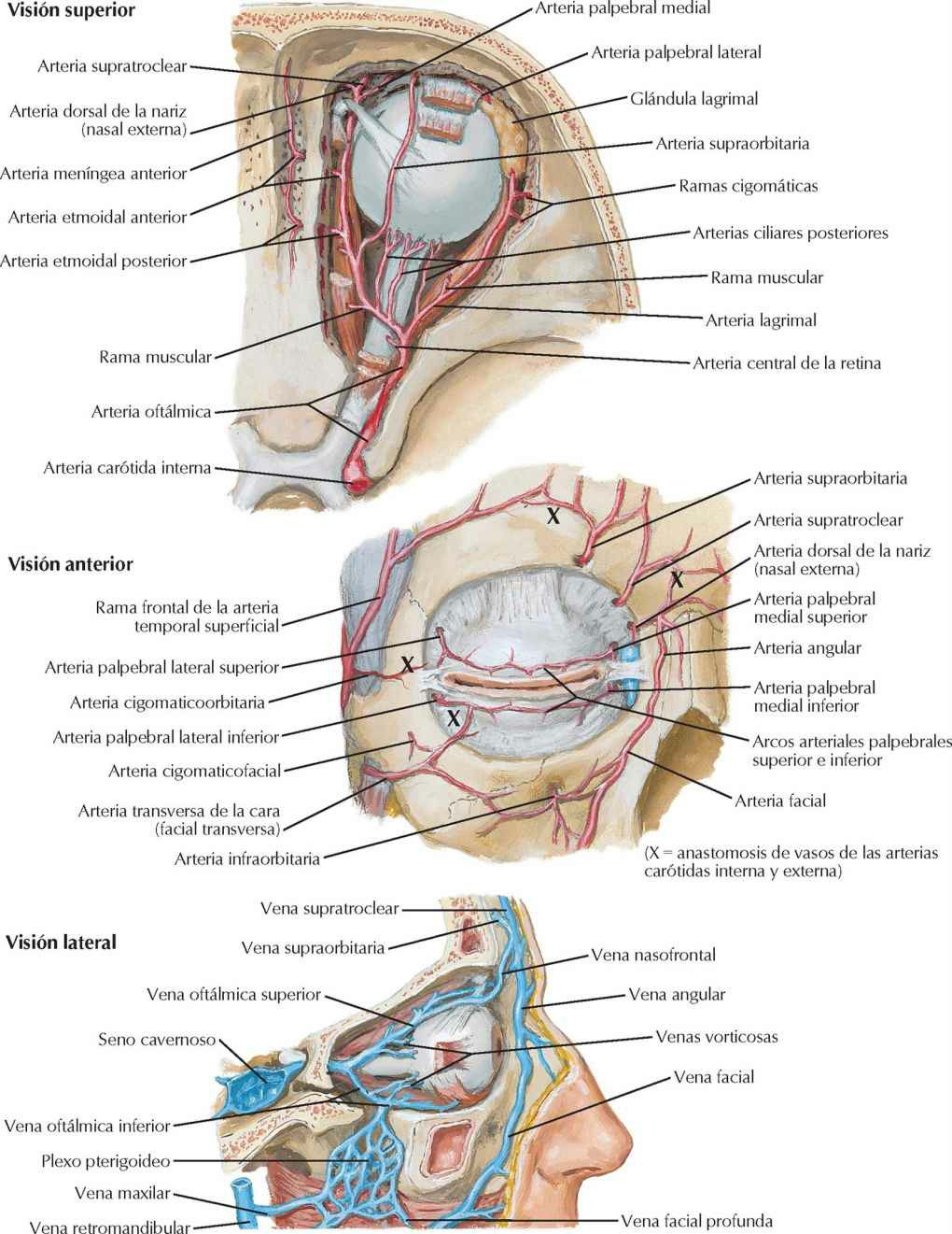 Arterias y venas de la órbita y párpados.