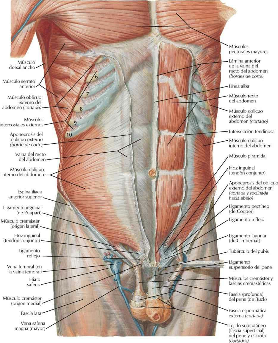 Pared anterior del abdomen: disección intermedia