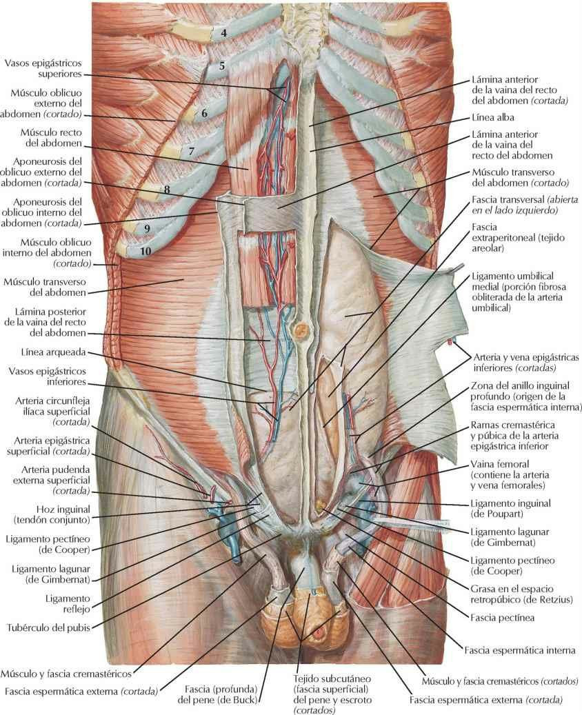 Pared anterior del abdomen: disección profunda