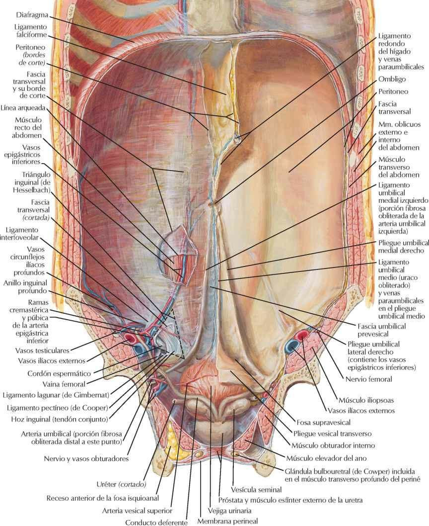 Pared anterior del abdomen: visión interna