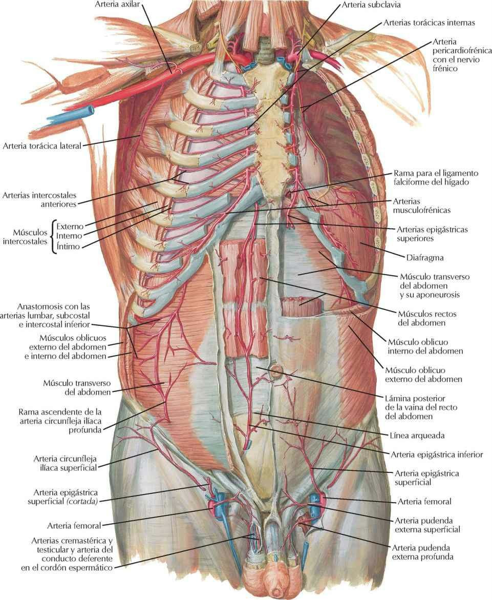 Arterias de la pared anterior del abdomen