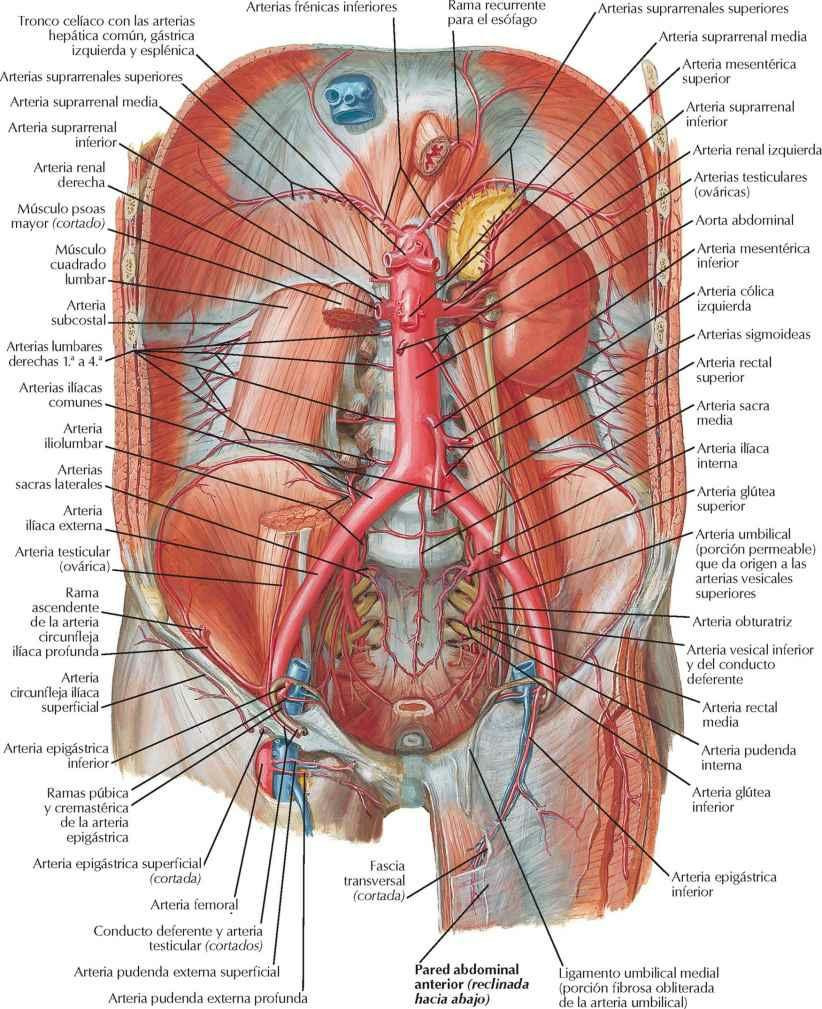 Arterias de la pared posterior del abdomen