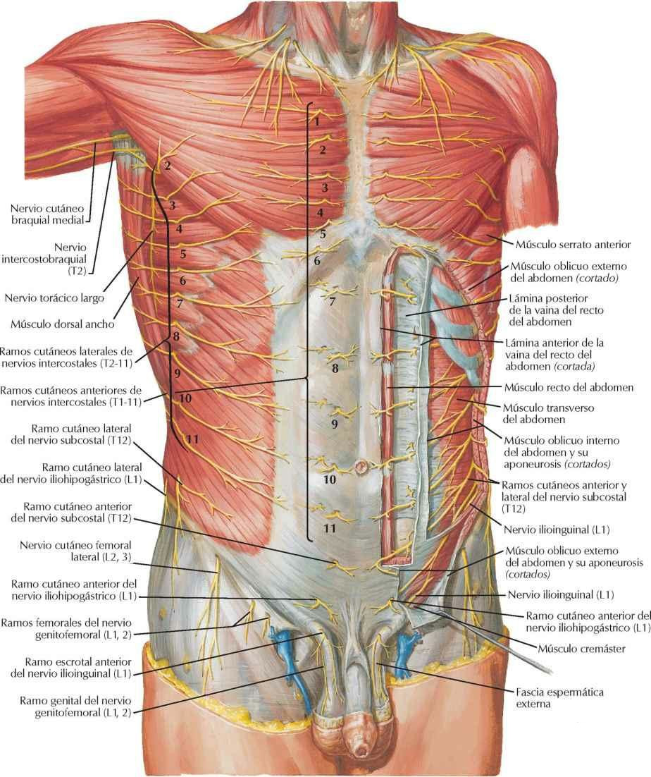 Nervios de la pared anterior del abdomen
