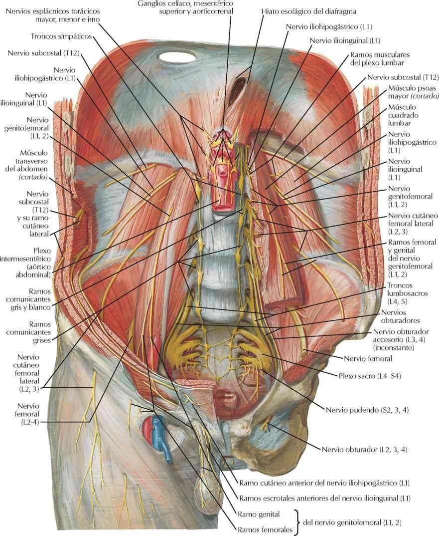 Nervios de la pared posterior del abdomen