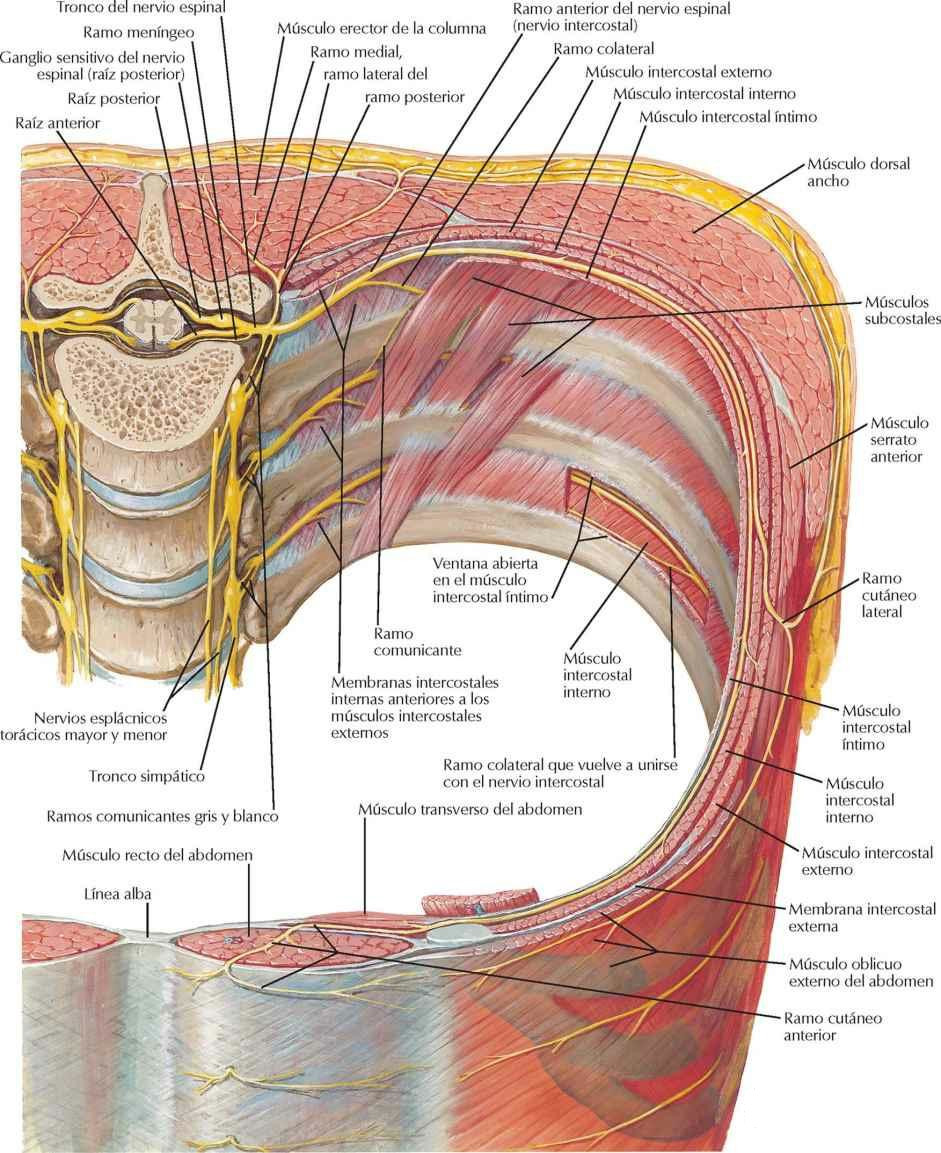 Nervios toracoabdominales