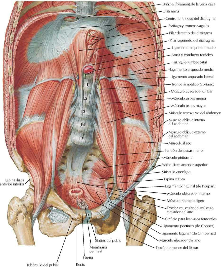 Pared posterior del abdomen: visión interna