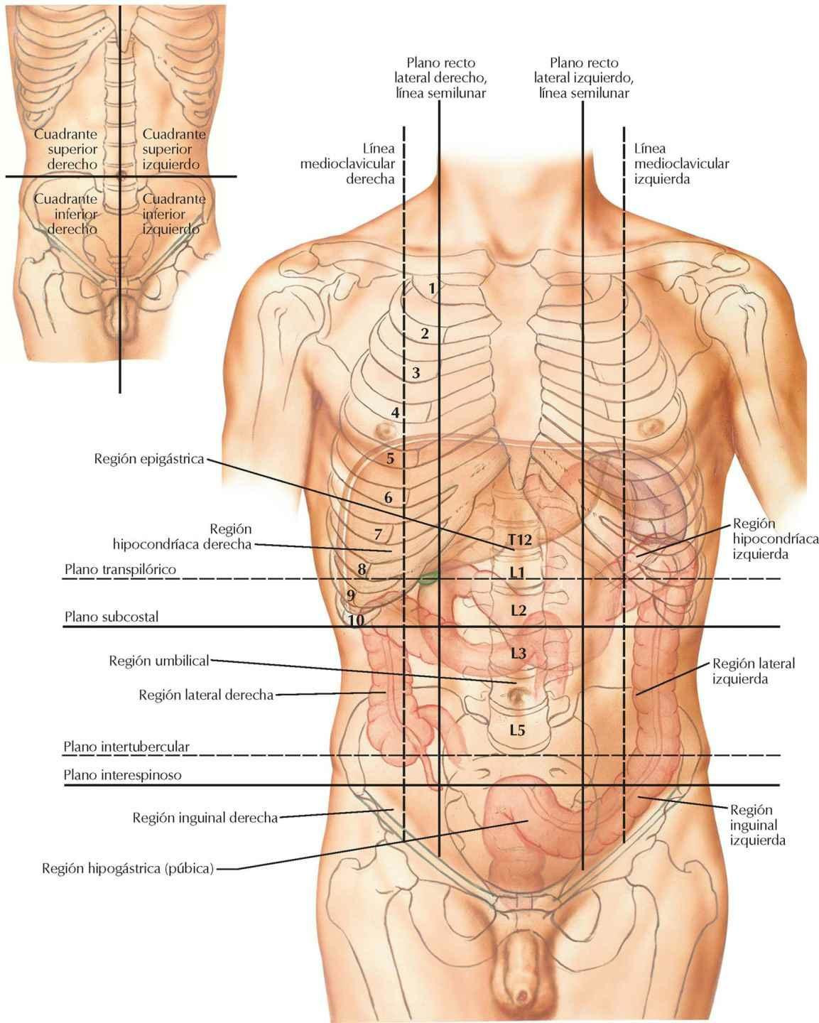 Regiones y planos del abdomen