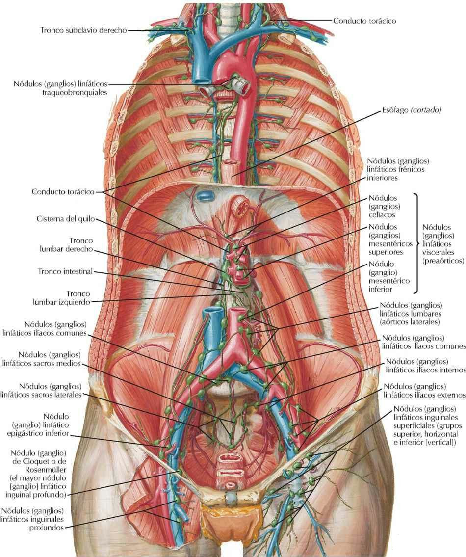 Vasos y nódulos (ganglios) linfáticos de la pared posterior del abdomen
