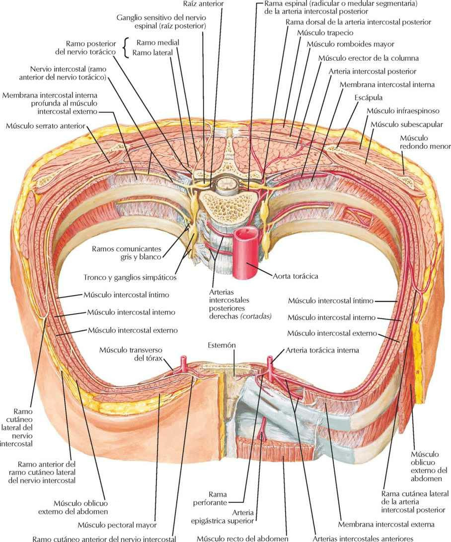 Nervios y arterias intercostales
