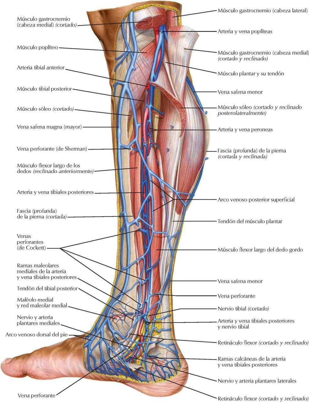 Drenaje venoso de la pierna